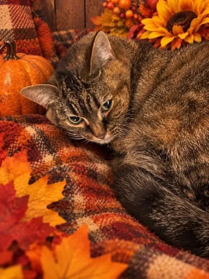 An adult large-sized female Domestic Short Hair cat named Raja for adoption in Belleville, MI