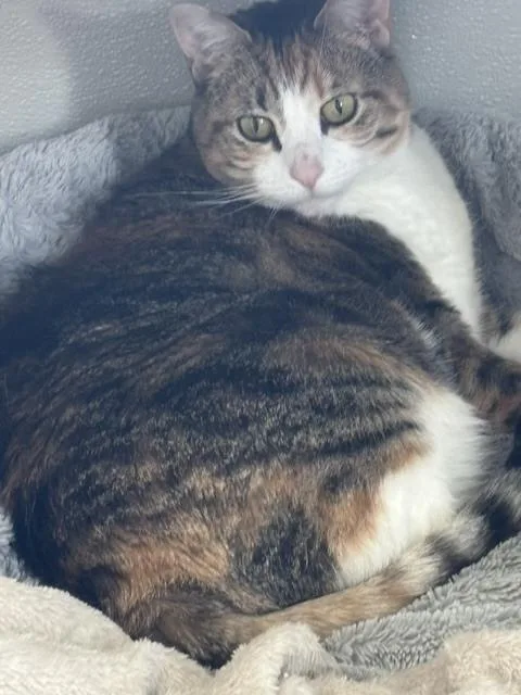 An adult medium-sized female Brown / Chocolate Exotic Shorthair cat named Miley for adoption in Innsbrook, MO