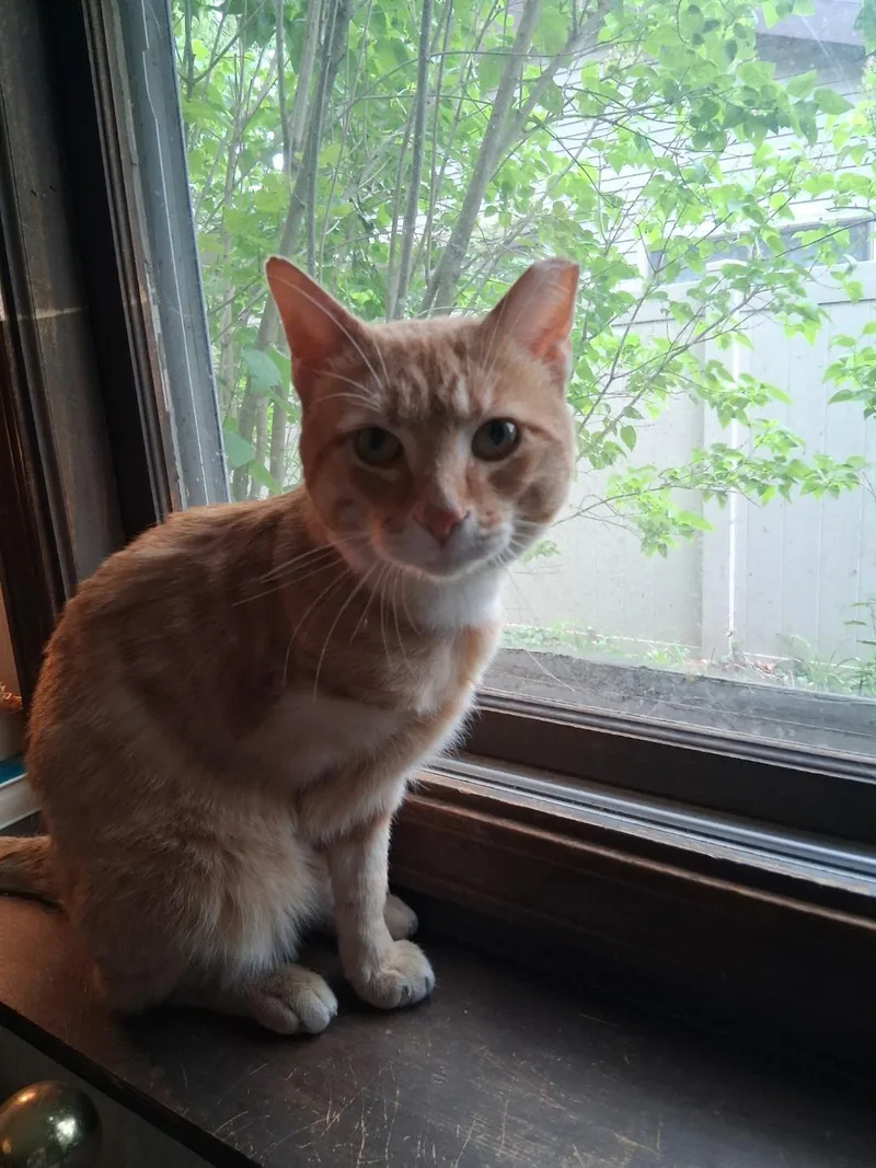 An adult medium-sized male Orange & White Domestic Short Hair cat named Mango James for adoption in Mokena, IL