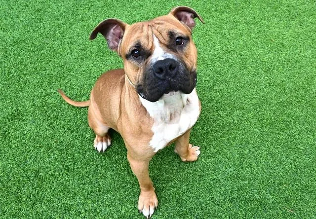 Odin
