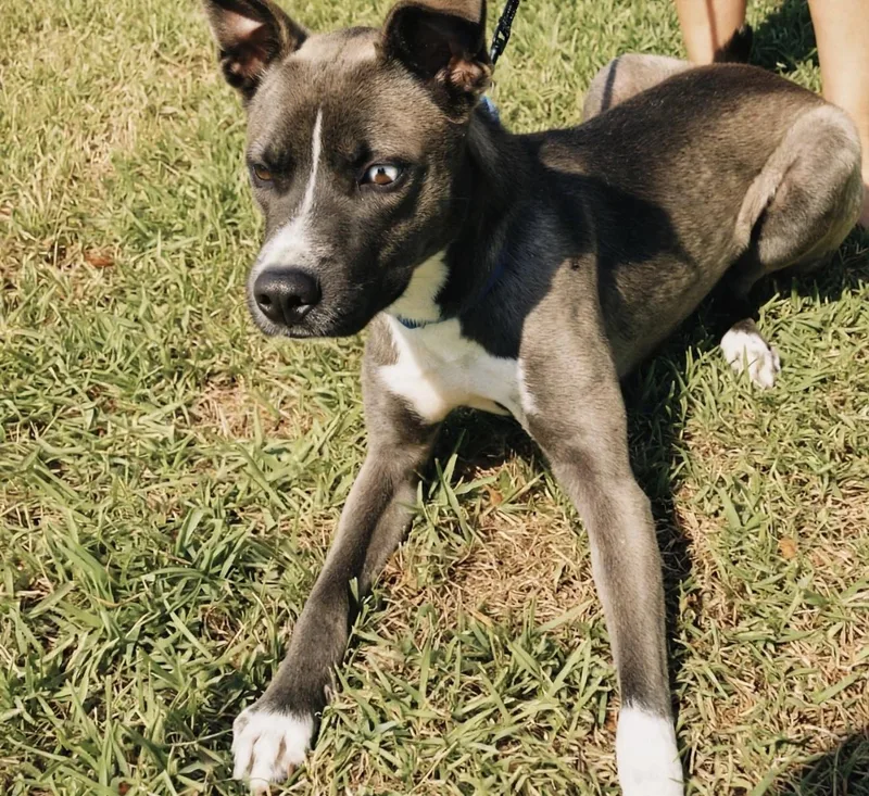 A young medium-sized male Gray / Blue / Silver Mountain Cur dog named Blue for adoption in Houston, TX