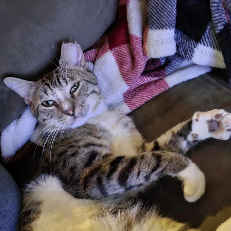 A young medium-sized male Brown / Chocolate Domestic Short Hair cat named Reggie for adoption in Houston, TX