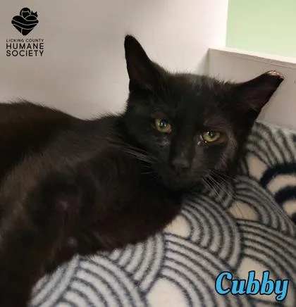 A baby small-sized male Domestic Short Hair cat named Cubby for adoption in Heath, OH