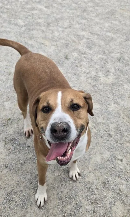 An adult large-sized male Mixed Breed dog named Sir Charles for adoption in Fairfax, VA