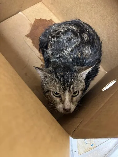 An adult small-sized male Domestic Short Hair cat named Jake for adoption in Melbourne, FL