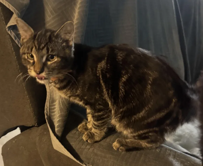 A baby medium-sized male Tabby (Brown / Chocolate) American Shorthair cat named Elm for adoption in Massillon, OH