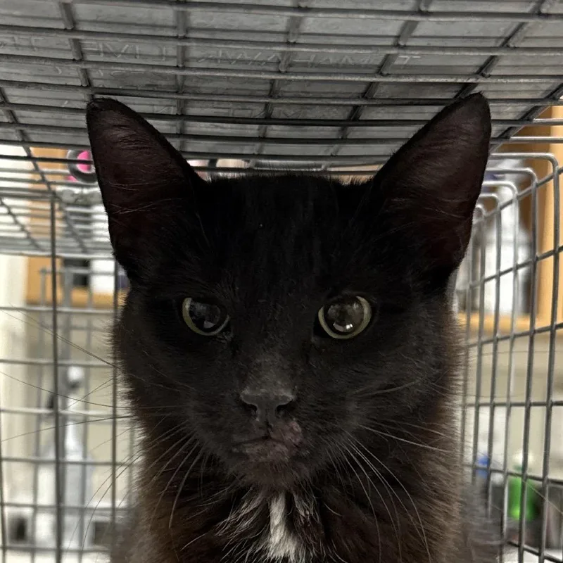 An adult medium-sized female Black Domestic Short Hair cat named Tulip for adoption in Las Cruces, NM