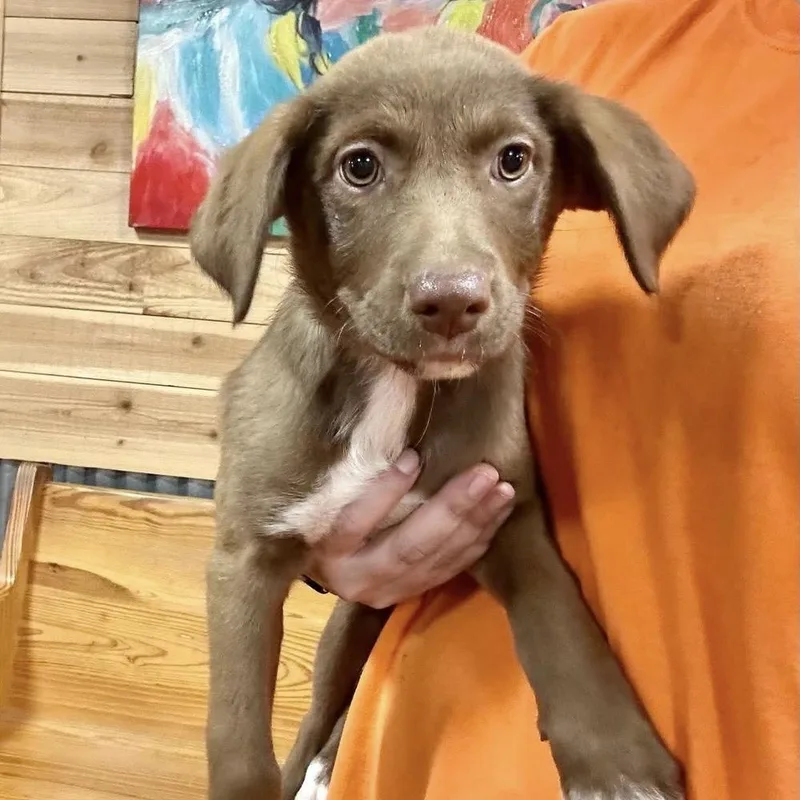 A baby medium-sized female Mixed Breed dog named Timber for adoption in Groveland, MA