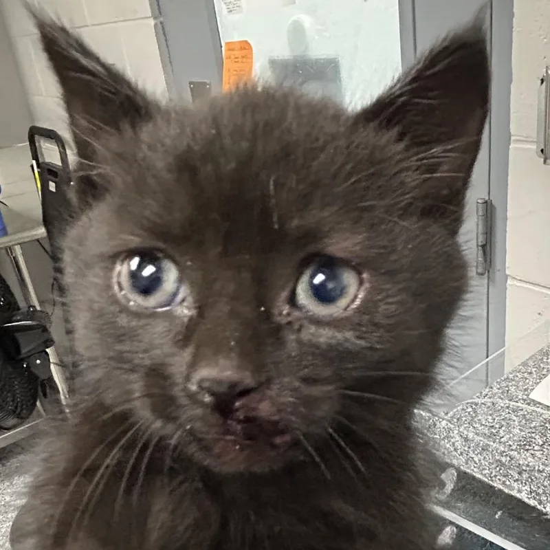 A baby small-sized female Black Domestic Short Hair cat named Lacey for adoption in Greenville, SC