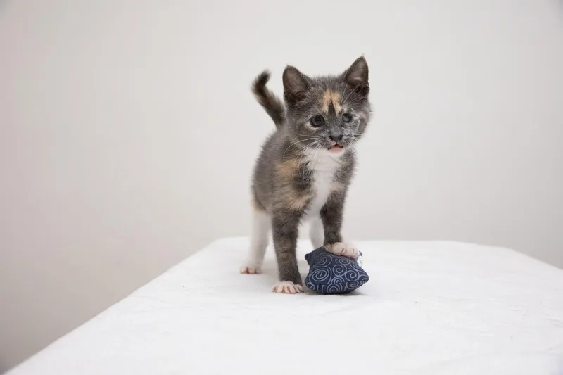 A baby medium-sized female Calico Domestic Short Hair cat named Dani for adoption in Montclair, NJ