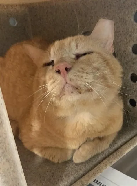 An adult large-sized male Domestic Short Hair cat named Sir George for adoption in Corpus Christi, TX