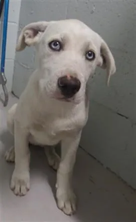 A baby medium-sized female Pit Bull Terrier dog named Winry for adoption in Augusta, GA