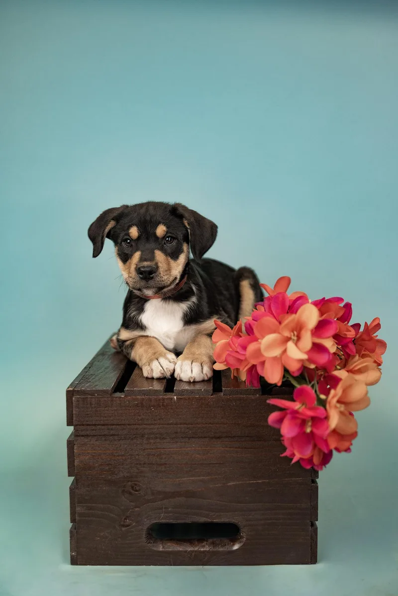 A baby medium-sized male Shepherd dog named 592-26 for adoption in Brighton, CO