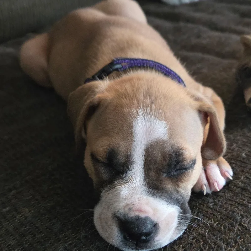 Bella Rose thumbnail 2