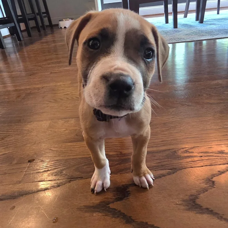 Bella Rose thumbnail 3