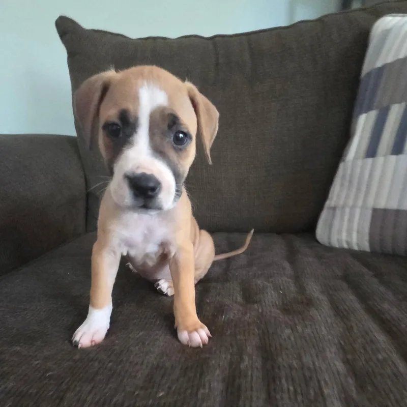 Bella Rose thumbnail 4