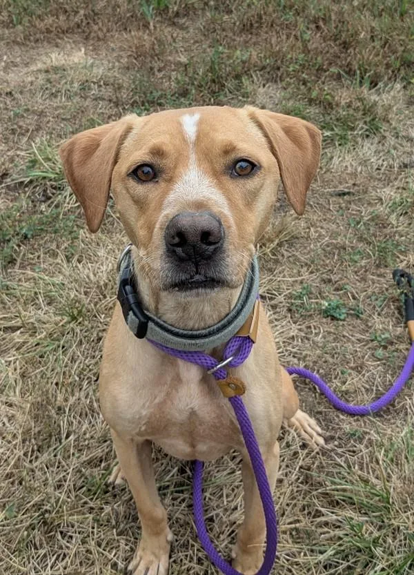 An adult medium-sized male Hound dog named Will for adoption in Osage Beach, MO
