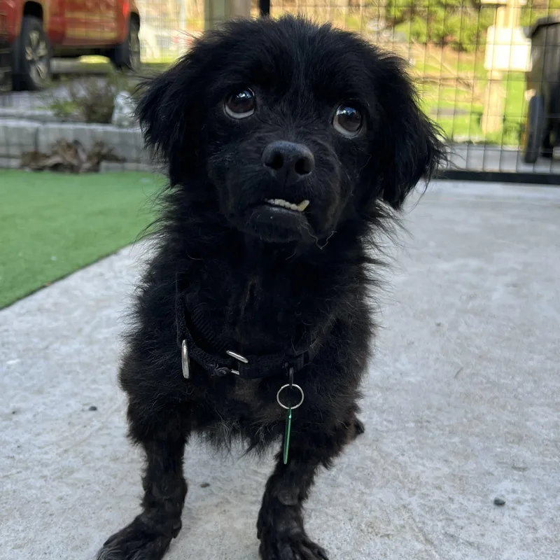 An adult small-sized male Mixed Breed dog named Phineas for adoption in Bowdoin, ME