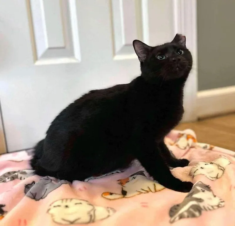 A young medium-sized female Black Domestic Short Hair cat named Aria for adoption in Raleigh, NC