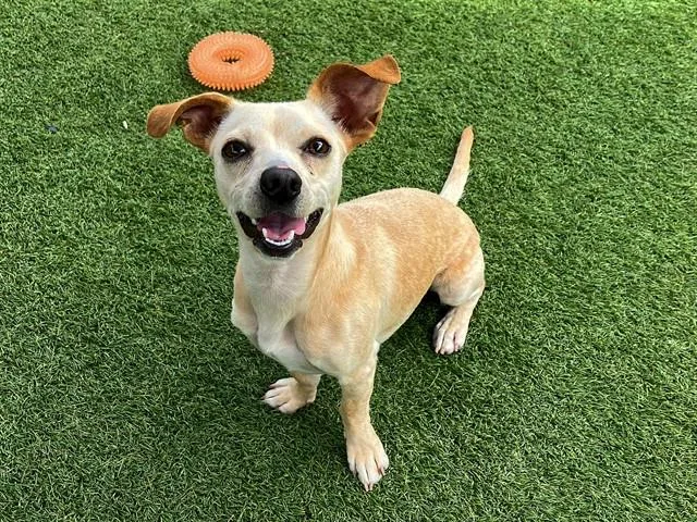 A young small-sized male Chihuahua dog named Remix for adoption in Tustin, CA