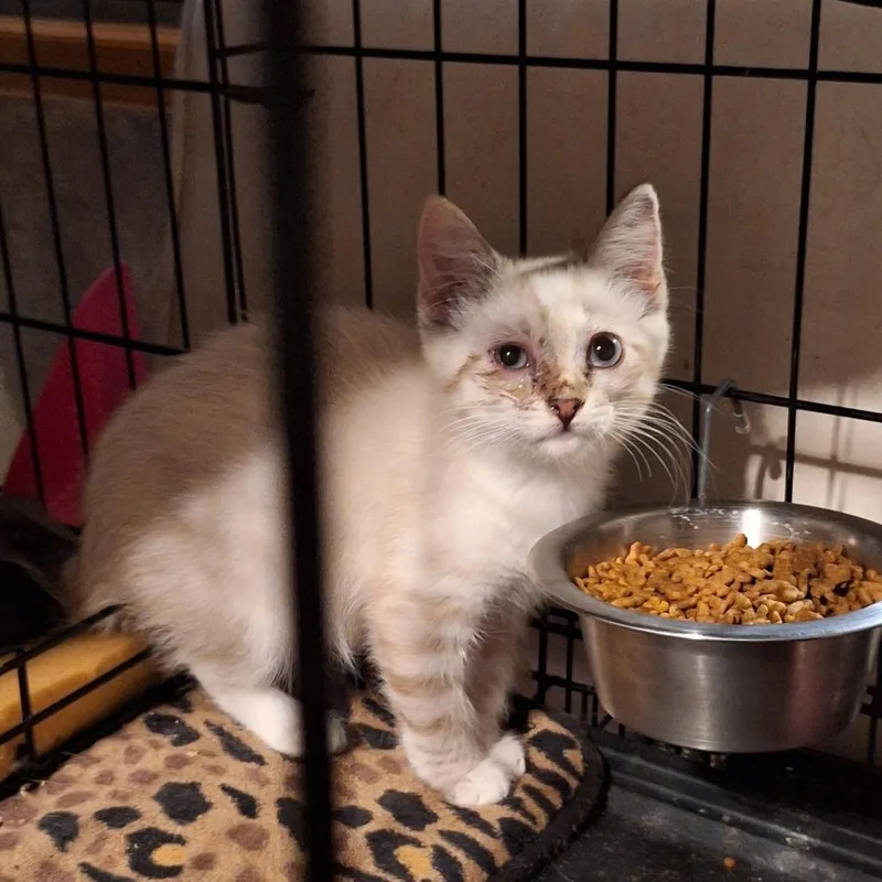 A baby small-sized female White Siamese cat named Jeager for adoption in Grantsville, UT