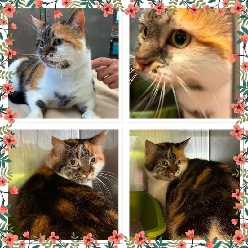 An adult small-sized female Calico Domestic Short Hair cat named Pretty Girl for adoption in Buckhannon, WV