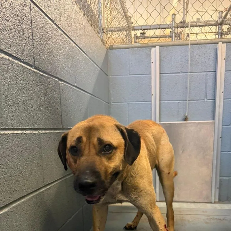 An adult large-sized male Yellow / Tan / Blond / Fawn Mixed Breed dog named Auto for adoption in Gadsden, AL