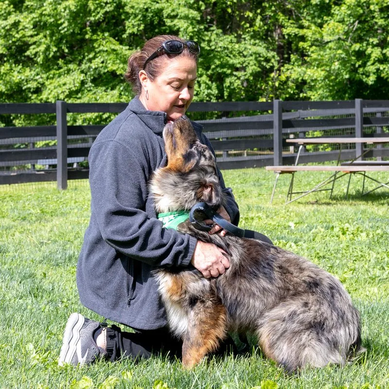 A young medium-sized male Merle (Blue) Australian Shepherd dog named Bennyavail for adoption in West Grove, PA