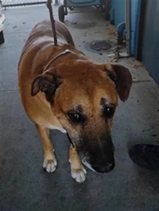 An adult large-sized male Boxer dog named Bullwinkle for adoption in Baldwin Park, CA