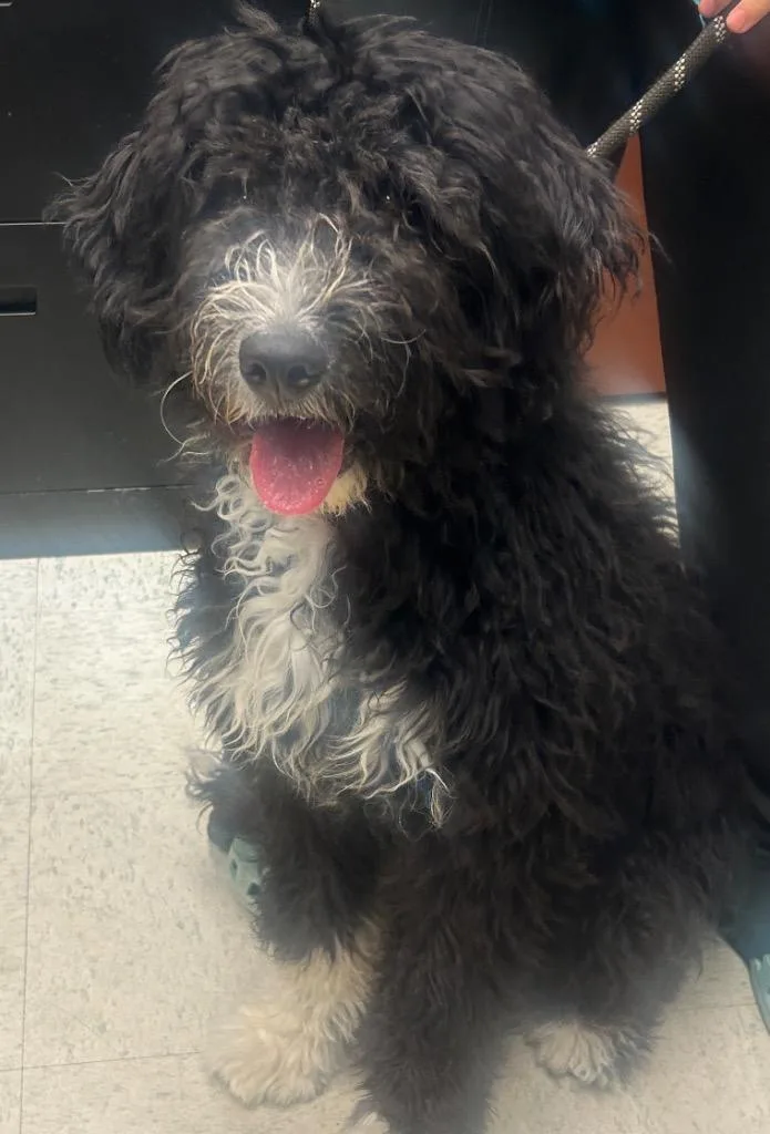A baby medium-sized male Poodle dog named Max for adoption in Rock Springs, WY