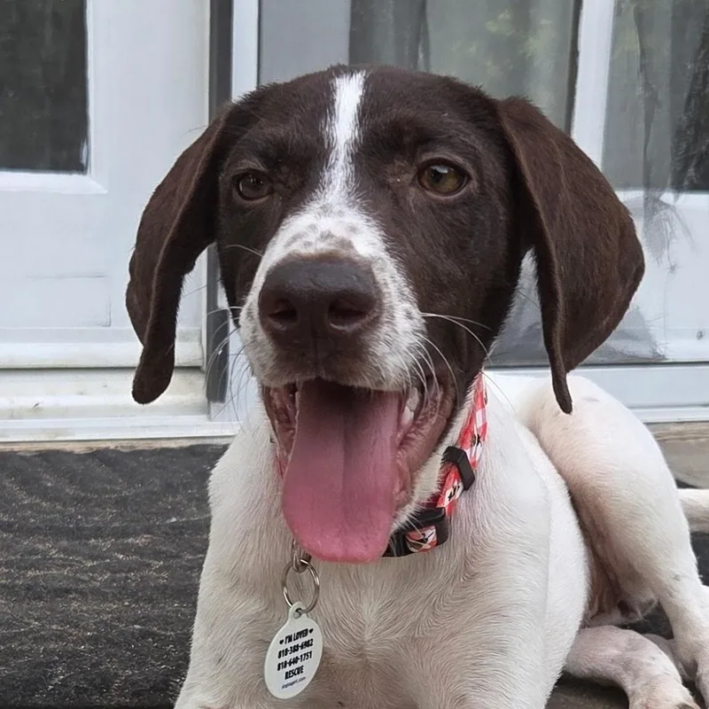 A baby medium-sized female English Pointer dog named Mare for adoption in Sun Valley, CA