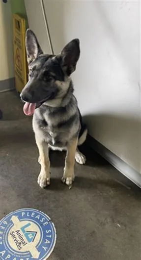 A young large-sized female German Shepherd Dog dog named Athena for adoption in San Pedro, CA