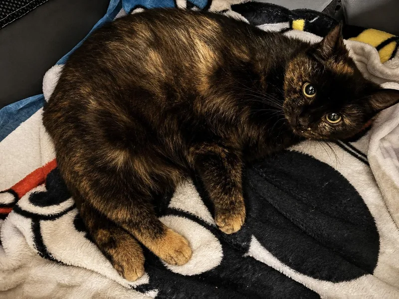 A young medium-sized female Domestic Short Hair cat named Sadie for adoption in Canton, CT