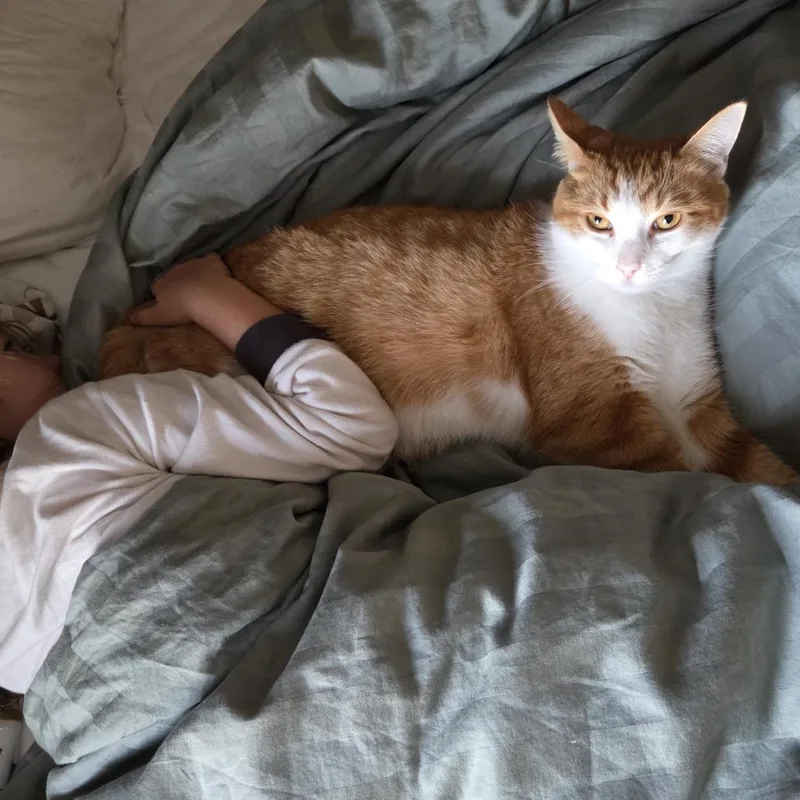 Elvis Purrsley thumbnail 2