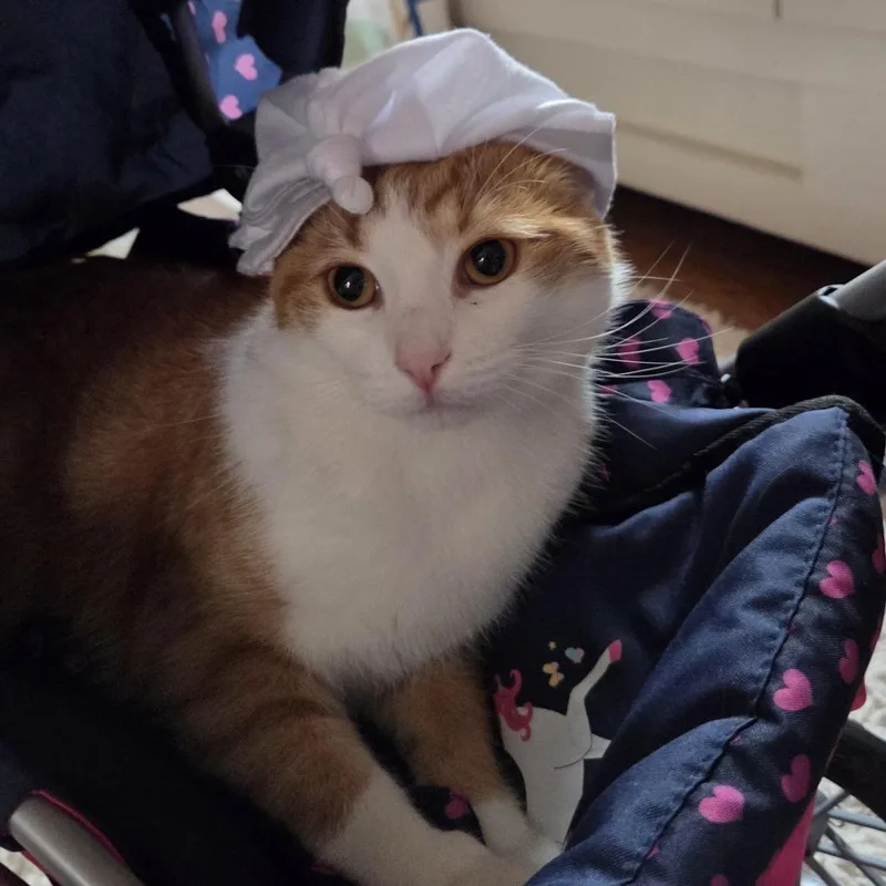Elvis Purrsley thumbnail 3