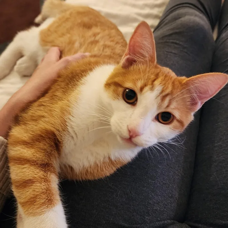 Elvis Purrsley thumbnail 4