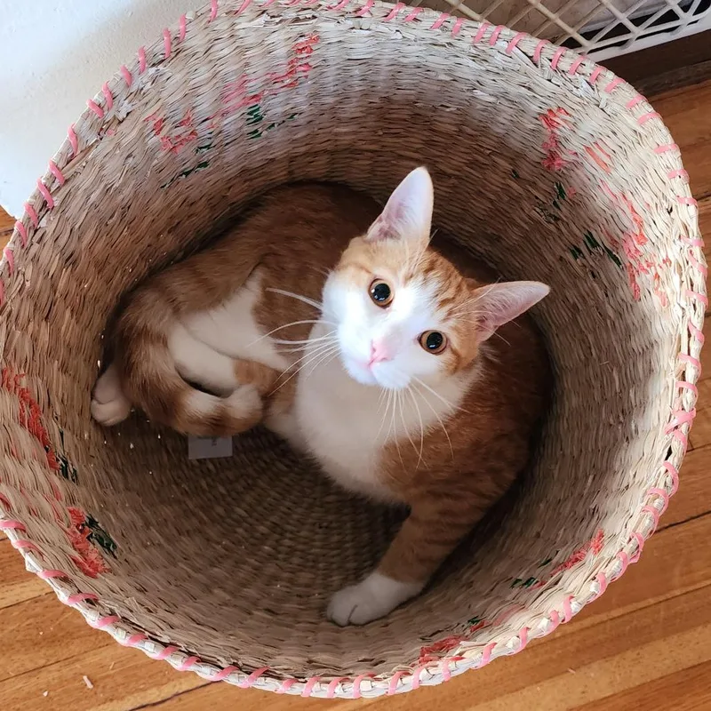 Elvis Purrsley thumbnail 6
