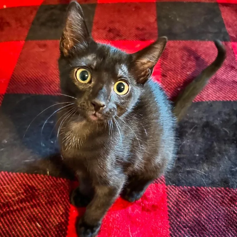 A baby small-sized male Black Domestic Short Hair cat named Timekey for adoption in Middleburg, FL