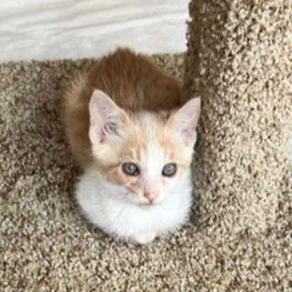 A baby small-sized male Domestic Short Hair cat named Honda for adoption in Oakland, CA