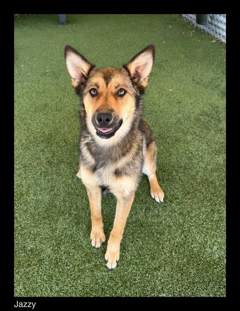 A baby medium-sized female Shepherd dog named Jazzy for adoption in Chino Valley, AZ