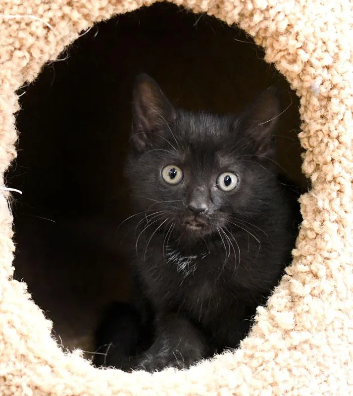 A baby medium-sized female Black Domestic Short Hair cat named Morticia for adoption in Monroe, GA