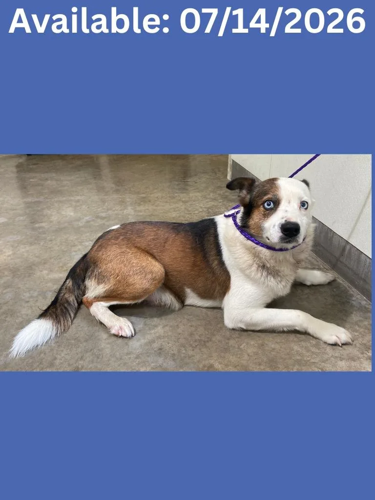 An adult medium-sized male Border Collie dog named Dog Kennel for adoption in Greenville, TX