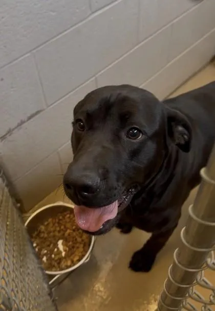 An adult large-sized male Retriever dog named Bailey for adoption in South Bend, IN