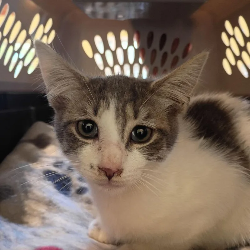 A baby small-sized male Gray / Blue / Silver Domestic Short Hair cat named Humor for adoption in Lynchburg, VA