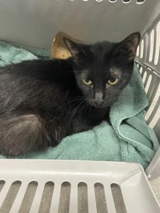 An adult small-sized female Domestic Short Hair cat named Salsa for adoption in West Chester, PA