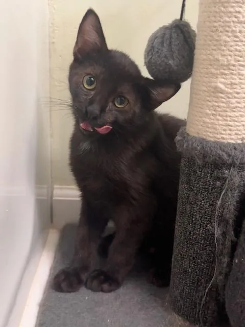A baby medium-sized male Black Domestic Short Hair cat named Oibs for adoption in Parlier, CA