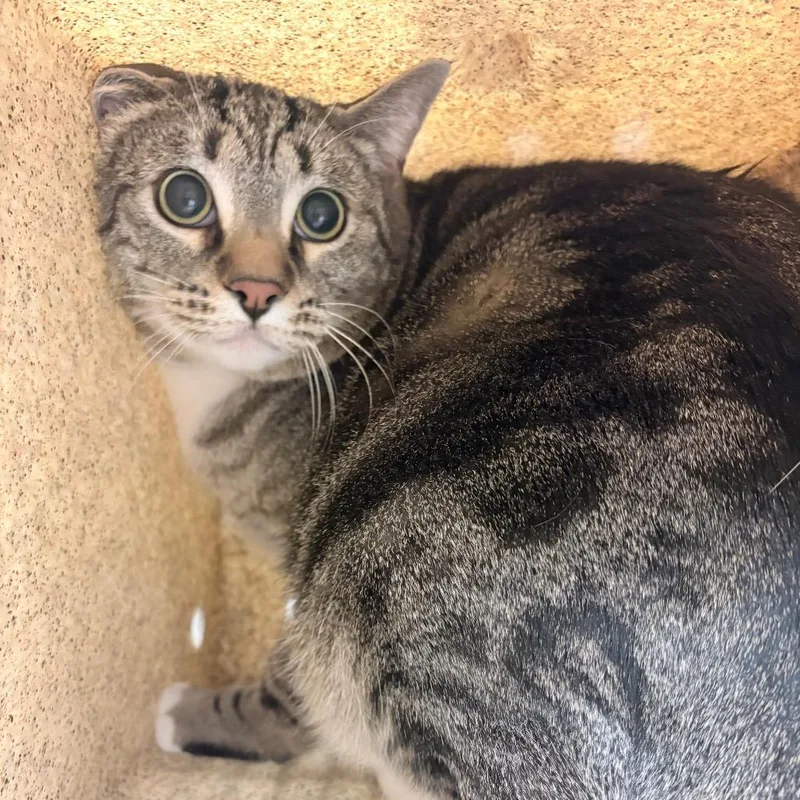 An adult extra large-sized male Brown / Chocolate Domestic Short Hair cat named Dobby for adoption in Reno, NV