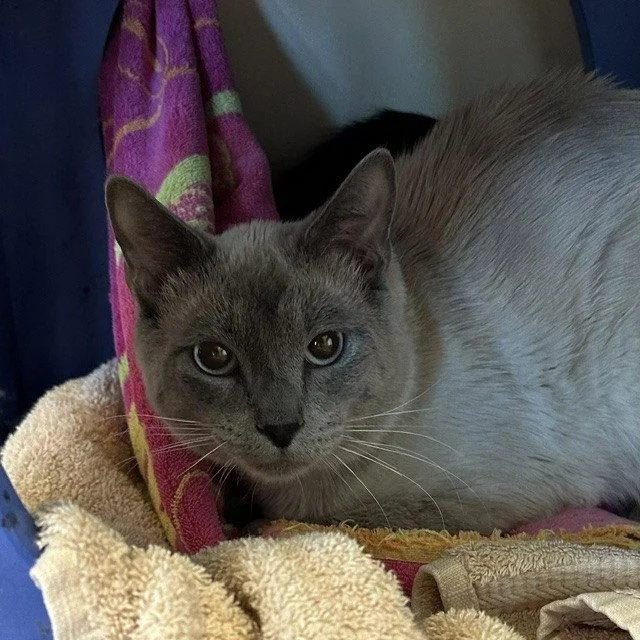 A young large-sized male Gray / Blue / Silver Domestic Short Hair cat named Lychee for adoption in Burlingame, CA