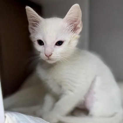 A baby small-sized female White Domestic Short Hair cat named Dolley for adoption in Atlanta, GA