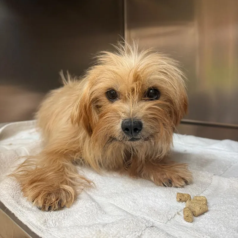 An adult small-sized female Shih Tzu dog named Miso for adoption in Madison, WI